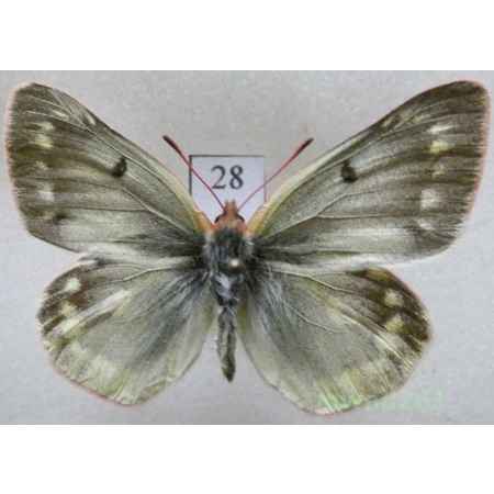 Colias phicomone (Esper, 1780) male Austria28